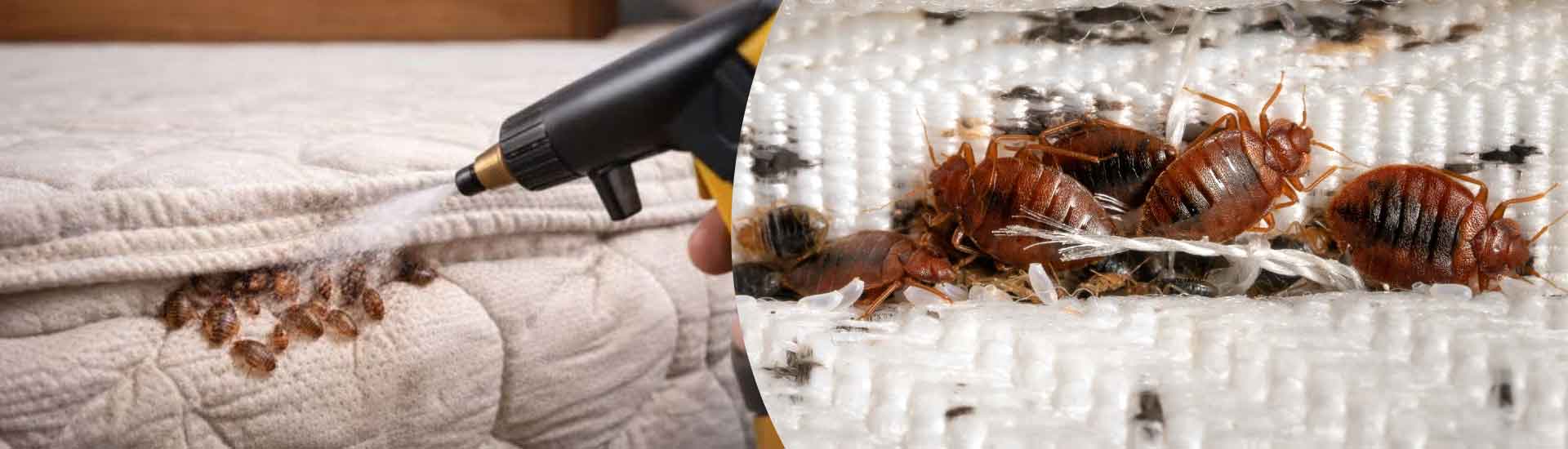 Healthy Sleep Begins With A Bed Bug-Free Home
