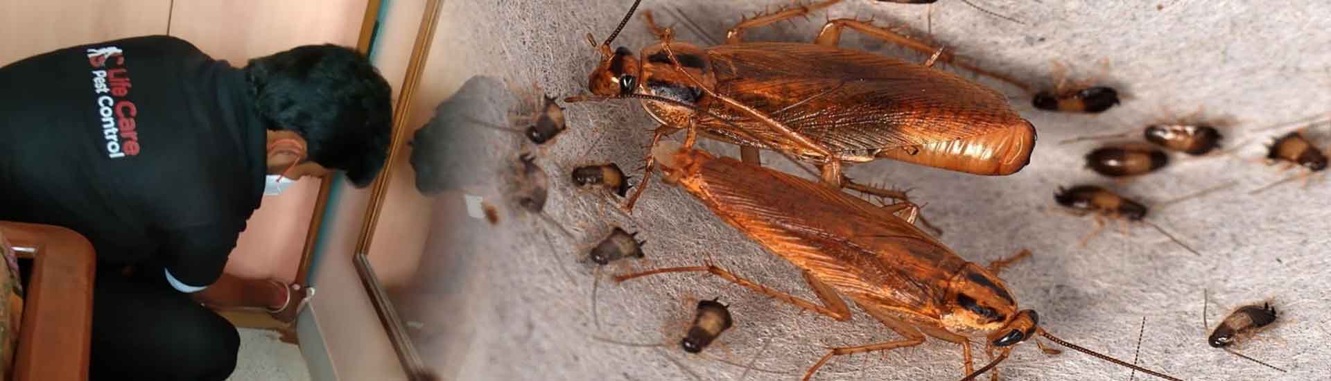 Trusted Pest Solution for the Cockroach