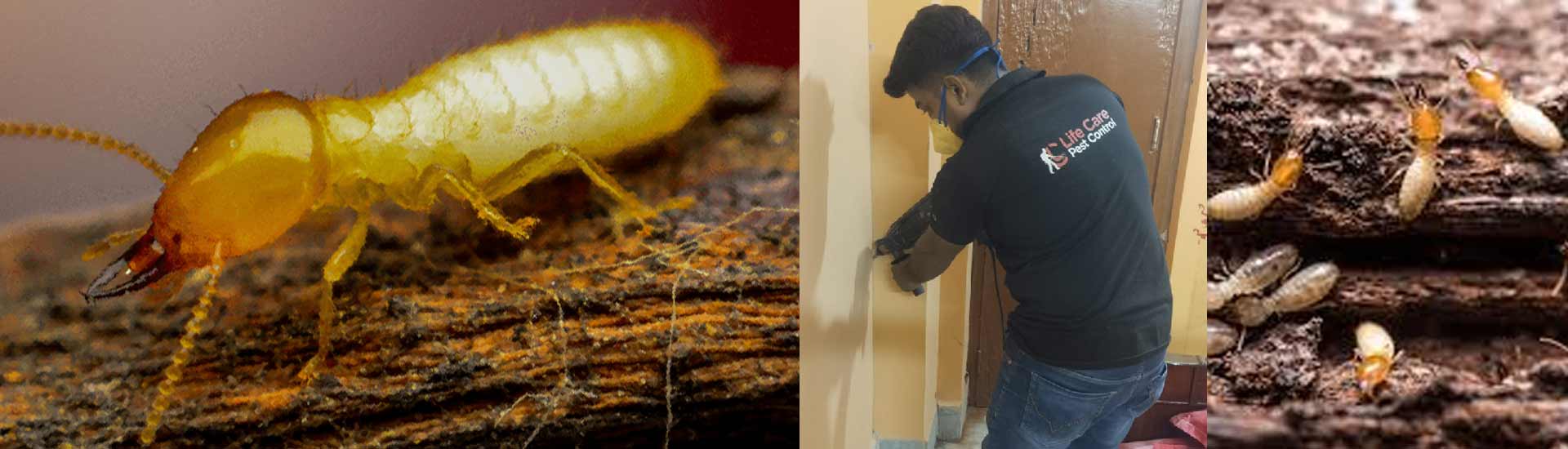 Don’t Let Termites Destroy Your Dream Home