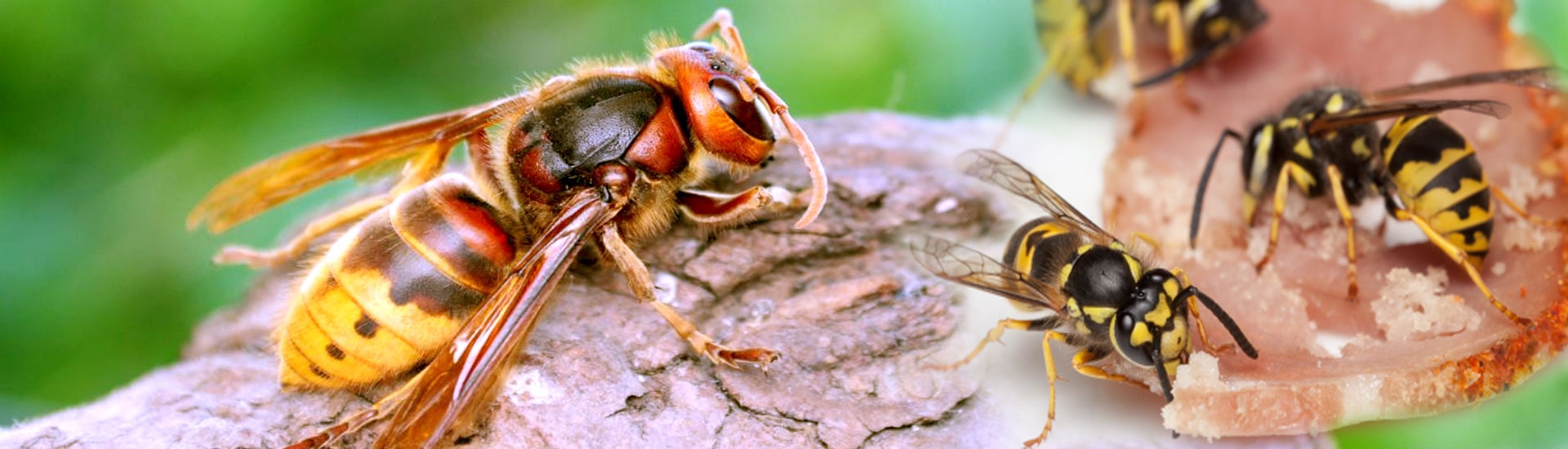 Honey Bee & Hornet Control Near Me