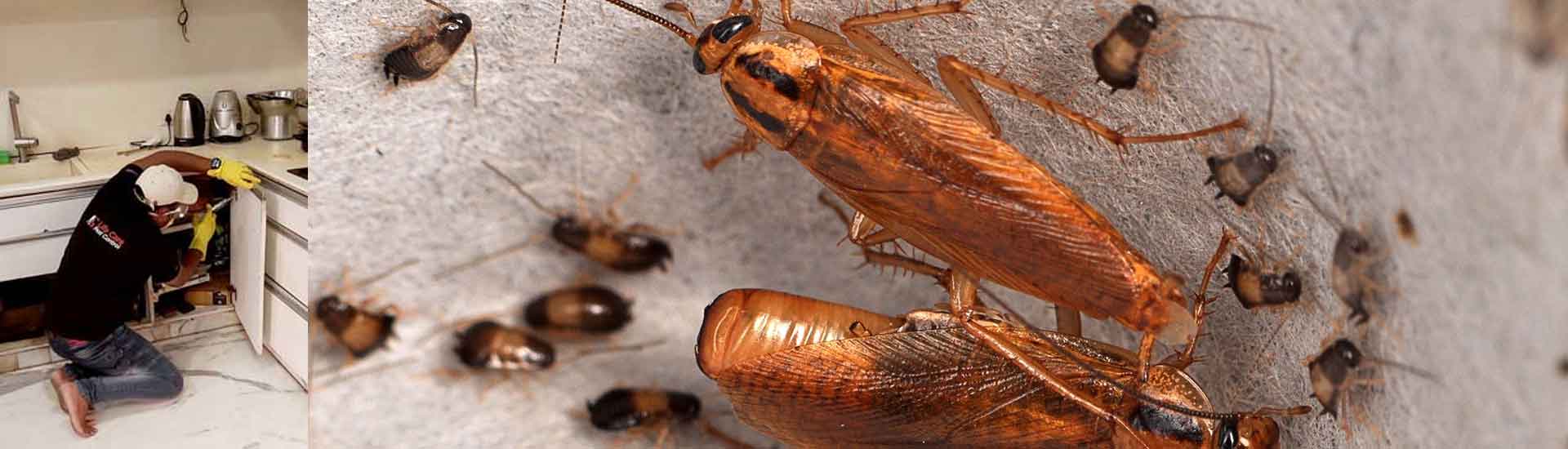 How to Get Rid Of Cockroaches In The Kitchen permanently