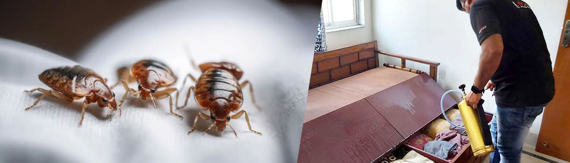 Why Will You Choose Experience Pest Control For Bedbug Control?