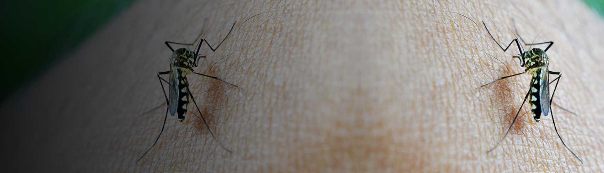 Dengue Pest Control Treatment at Home