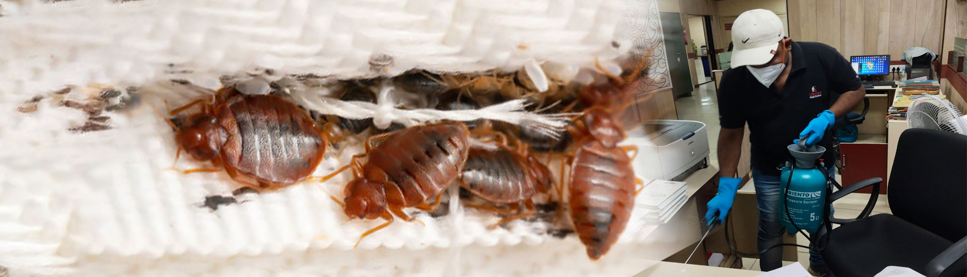 Best Bed bug Treatment for Office