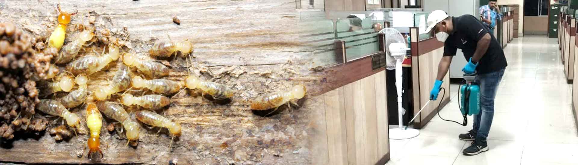 Need of Termite Treatment Service At The Government Offices