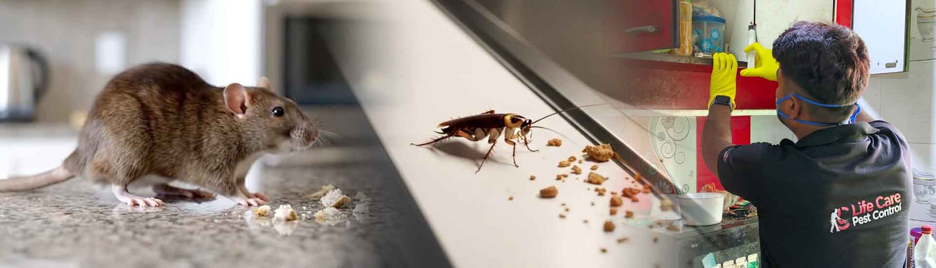 How to Keep Your Kitchen Free from Common Household Pests
