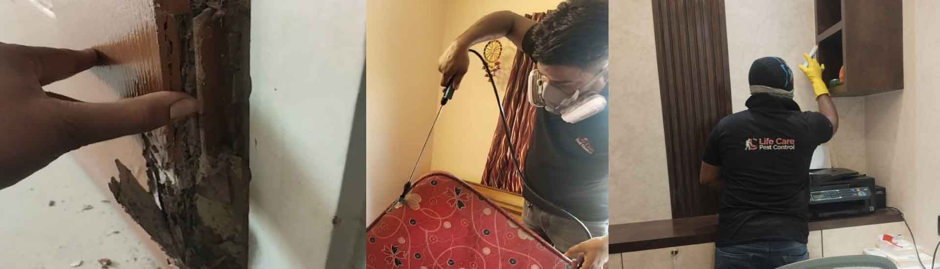 How To Keep Your Home Pest Free During Summer And Monsoon Season