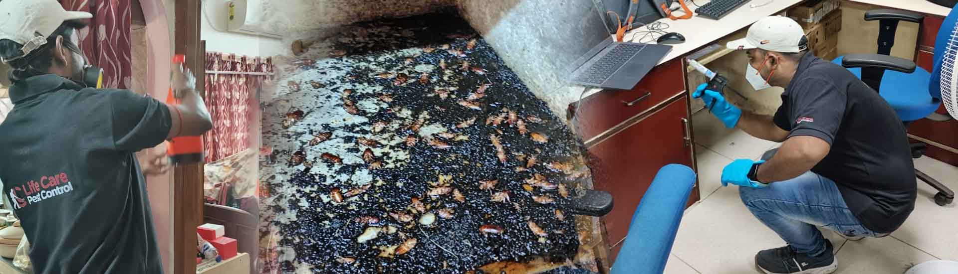 Book a Professional Pest Control Service for Better Results