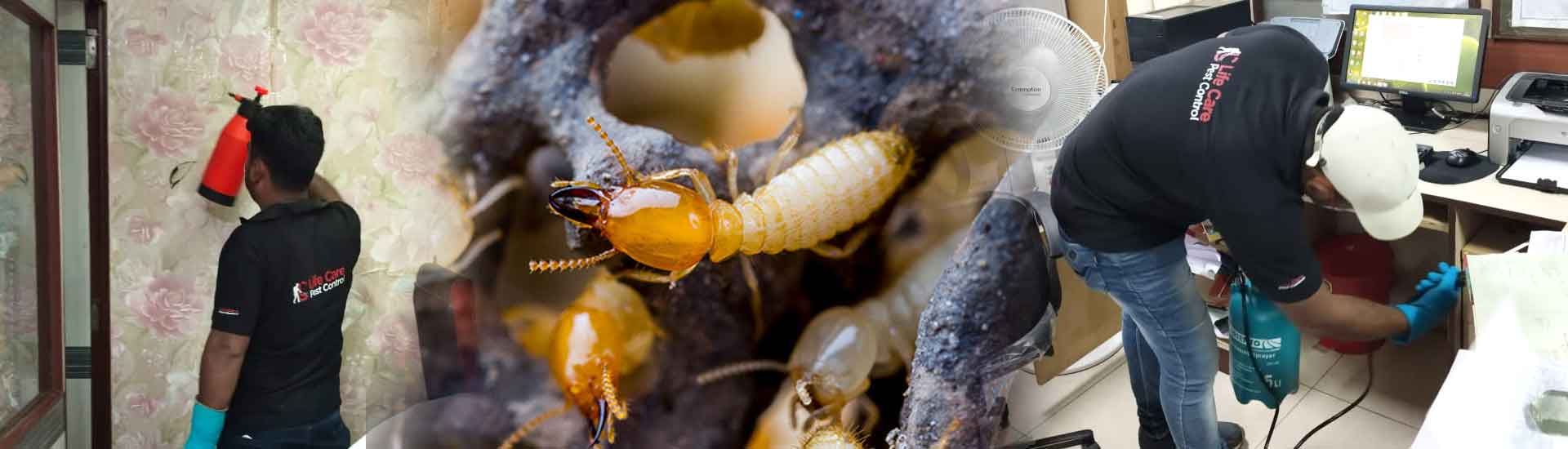 Keep Pest free Your Home for Happier Tomorrow