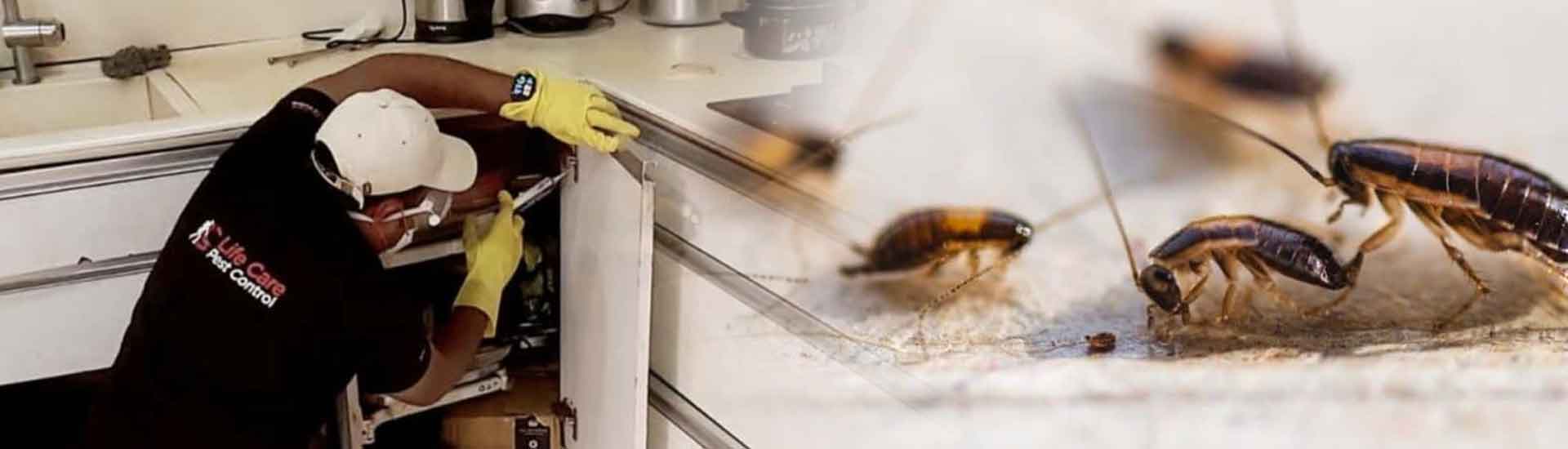 Top 10 Tips to Keep Cockroach Out of Your Flat